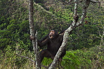 Eastern Chimpanzee (Pan troglodytes schweinfurthii) juvenile male, eleven years old, displaying in tree, Gombe National Park, Tanzania