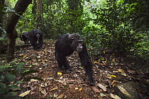 Eastern Chimpanzee (Pan troglodytes schweinfurthii) males walking along forest floor, Gombe National Park, Tanzania