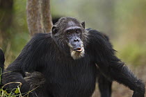 Eastern Chimpanzee (Pan troglodytes schweinfurthii) male, thirty-five years old, after displaying, Gombe National Park, Tanzania