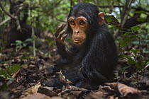 Eastern Chimpanzee (Pan troglodytes schweinfurthii) juvenile female, three years old, smelling her hand, Gombe National Park, Tanzania