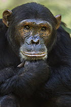 Eastern Chimpanzee (Pan troglodytes schweinfurthii) sub-adult male, fourteen years old, Gombe National Park, Tanzania