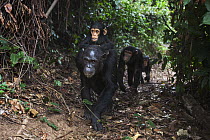 Eastern Chimpanzee (Pan troglodytes schweinfurthii) female, thirty years old, walking and carrying her one year old son, with her seven and three year old daughters following, Gombe National Park, Tan...