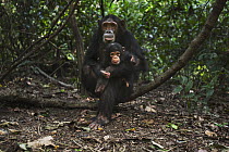 Eastern Chimpanzee (Pan troglodytes schweinfurthii) female, thirteen years old, playing with her two month old baby daughter, Gombe National Park, Tanzania