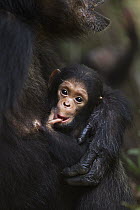 Eastern Chimpanzee (Pan troglodytes schweinfurthii) female, forty years old, holding her two month old granddaughter, Gombe National Park, Tanzania