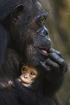 Eastern Chimpanzee (Pan troglodytes schweinfurthii) female, forty years old, nursing her two month old granddaughter, Gombe National Park, Tanzania