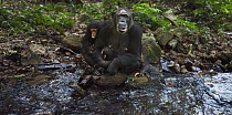Eastern Chimpanzee (Pan troglodytes schweinfurthii) female, forty years old, holding her two month old granddaughter and two year old son, Gombe National Park, Tanzania