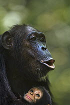 Eastern Chimpanzee (Pan troglodytes schweinfurthii) female, forty years old, calling while holding her two month old granddaughter, Gombe National Park, Tanzania