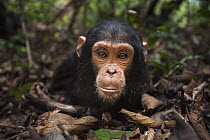 Eastern Chimpanzee (Pan troglodytes schweinfurthii) juvenile female, three years old, Gombe National Park, Tanzania