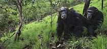 Eastern Chimpanzee (Pan troglodytes schweinfurthii) male, thrity-two years old, being groomed by fourteen year old sub-adult, Gombe National Park, Tanzania