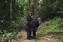 Eastern Chimpanzee (Pan troglodytes schweinfurthii) female, forty years old, carrying her two month old granddaughter and two year old son, Gombe National Park, Tanzania