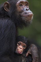 Eastern Chimpanzee (Pan troglodytes schweinfurthii) female, thirteen years old, with her two month old baby daughter, Gombe National Park, Tanzania