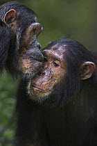 Eastern Chimpanzee (Pan troglodytes schweinfurthii) sub-adult female, thirteen years old, greeting eleven year old juvenile male, Gombe National Park, Tanzania