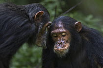 Eastern Chimpanzee (Pan troglodytes schweinfurthii) juvenile male, eleven years old, taking food from sub-adult thirteen year old female, Gombe National Park, Tanzania
