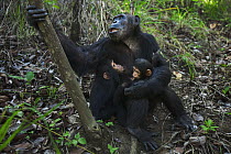 Eastern Chimpanzee (Pan troglodytes schweinfurthii) female, forty years old, holding her three month old granddaughter and nursing two year old son, Gombe National Park, Tanzania