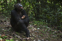 Eastern Chimpanzee (Pan troglodytes schweinfurthii) female, forty years old, holding her three month old granddaughter, Gombe National Park, Tanzania