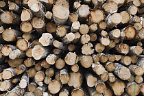 Log pile, Maine