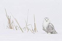 Snowy Owl (Nyctea scandiaca) in snow, Canada