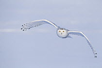 Snowy Owl (Nyctea scandiaca) flying, Canada