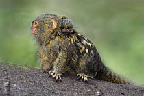Pygmy Marmoset (Cebuella pygmaea) mother with baby, Amacayacu National Park, Colombia