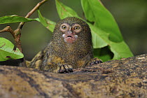 Pygmy Marmoset (Cebuella pygmaea), Amacayacu National Park, Colombia