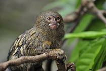 Pygmy Marmoset (Cebuella pygmaea), Amacayacu National Park, Colombia
