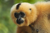 Buff-cheeked Gibbon (Nomascus gabriellae) female, Phnom Tamao Wildlife Rescue Center, Cambodia