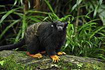 Midas Tamarin (Saguinus midas), native to South America