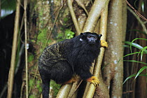 Midas Tamarin (Saguinus midas), native to South America