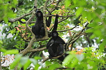Black-faced Spider Monkey (Ateles chamek) pair, native to South America