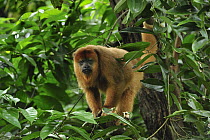 Black Howler Monkey (Alouatta caraya) female, native to South America