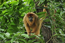 Black Howler Monkey (Alouatta caraya) female, native to South America