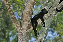 Black Howler Monkey (Alouatta caraya) male, Pantanal, Brazil