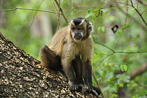 Black Capuchin (Cebus nigritus), Pantanal, Brazil