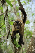 Black Capuchin (Cebus nigritus) feeding on leaves, Pantanal, Brazil