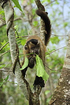 Black Capuchin (Cebus nigritus) feeding on leaves, Pantanal, Brazil