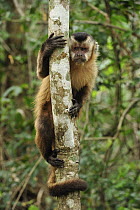 Black Capuchin (Cebus nigritus), Pantanal, Brazil