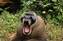 Drill (Mandrillus leucophaeus) male yawning, Afi Mountain Wildlife Sanctuary, Nigeria