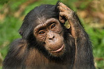 Chimpanzee (Pan troglodytes) sub-adult, Afi Mountain Wildlife Sanctuary, Nigeria