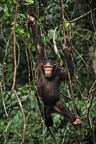 Chimpanzee (Pan troglodytes), Lekedi Natural Preserve, Gabon