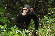 Chimpanzee (Pan troglodytes) juvenile, Lekedi Natural Preserve, Gabon