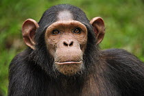 Chimpanzee (Pan troglodytes), Lekedi Natural Preserve, Gabon