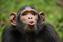 Chimpanzee (Pan troglodytes) hooting, Lekedi Natural Preserve, Gabon
