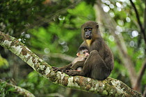 Mandrill (Mandrillus sphinx) mother with young, Lekedi Natural Preserve, Gabon