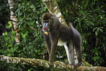 Mandrill (Mandrillus sphinx) male, Lekedi Natural Preserve, Gabon