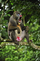 Mandrill (Mandrillus sphinx) male in defensive posture, Lekedi Natural Preserve, Gabon