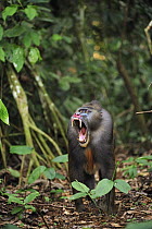 Mandrill (Mandrillus sphinx) male in defensive posture, Lekedi Natural Preserve, Gabon