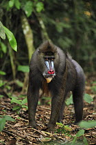 Mandrill (Mandrillus sphinx) male, Lekedi Natural Preserve, Gabon
