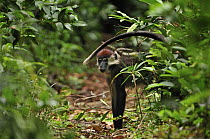 Collared Mangabey (Cercocebus torquatus), Loango National Park, Gabon