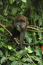 Sun-tailed Guenon (Cercopithecus solatus), Franceville, Gabon