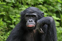 Bonobo (Pan paniscus), Lola Ya Bonobo Sanctuary, Democratic Republic of the Congo, Lola Ya Bonobo Sanctuary, Democratic Republic of the Congo